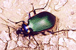 Fiery Searcher Ground Beetle